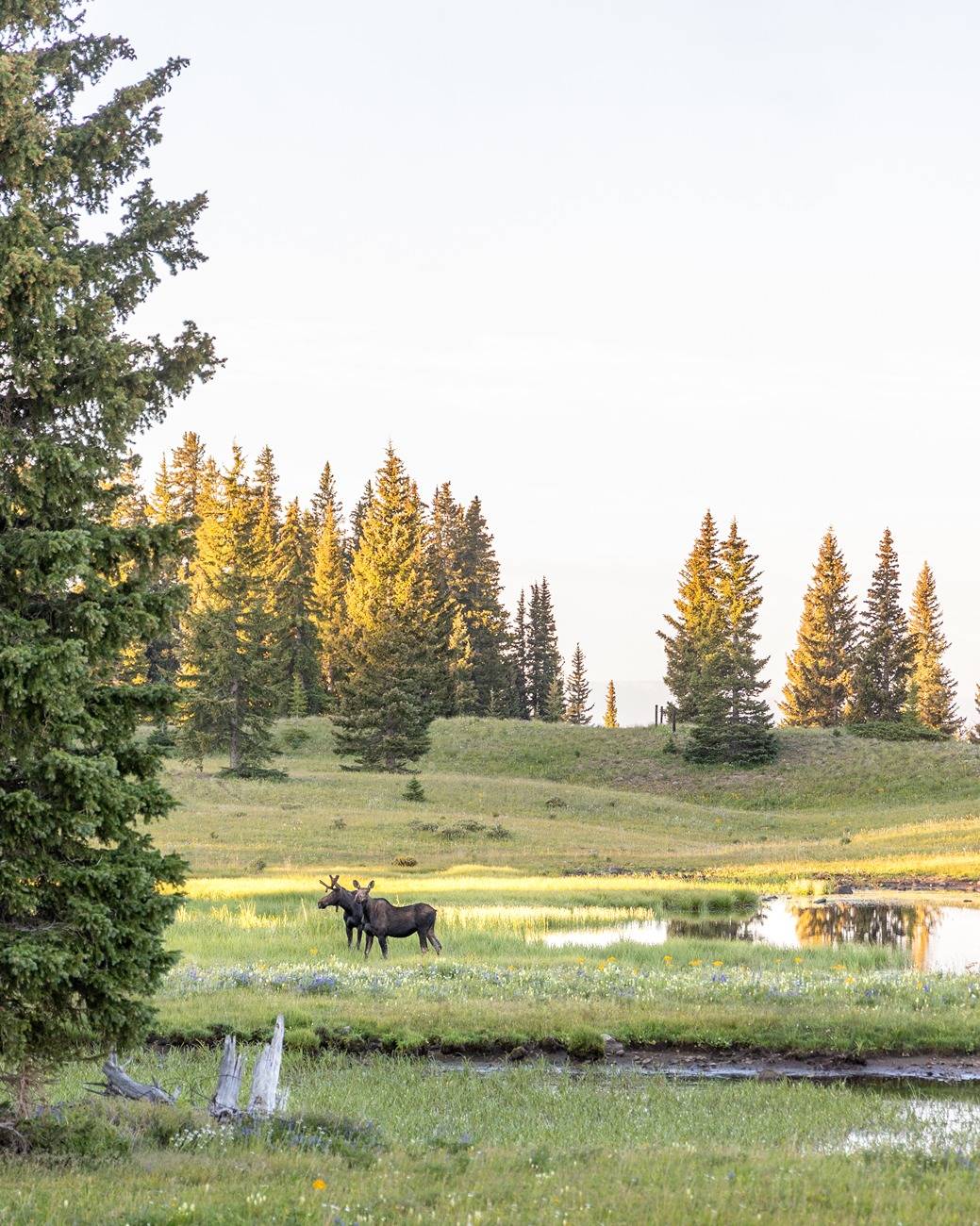 2024 Tacoma Photos from a Tacoma overland trip in Colorado (Black Bear, Engineer, Imogene, Old Monarch Pass, Gunnison, etc...) R6__0642