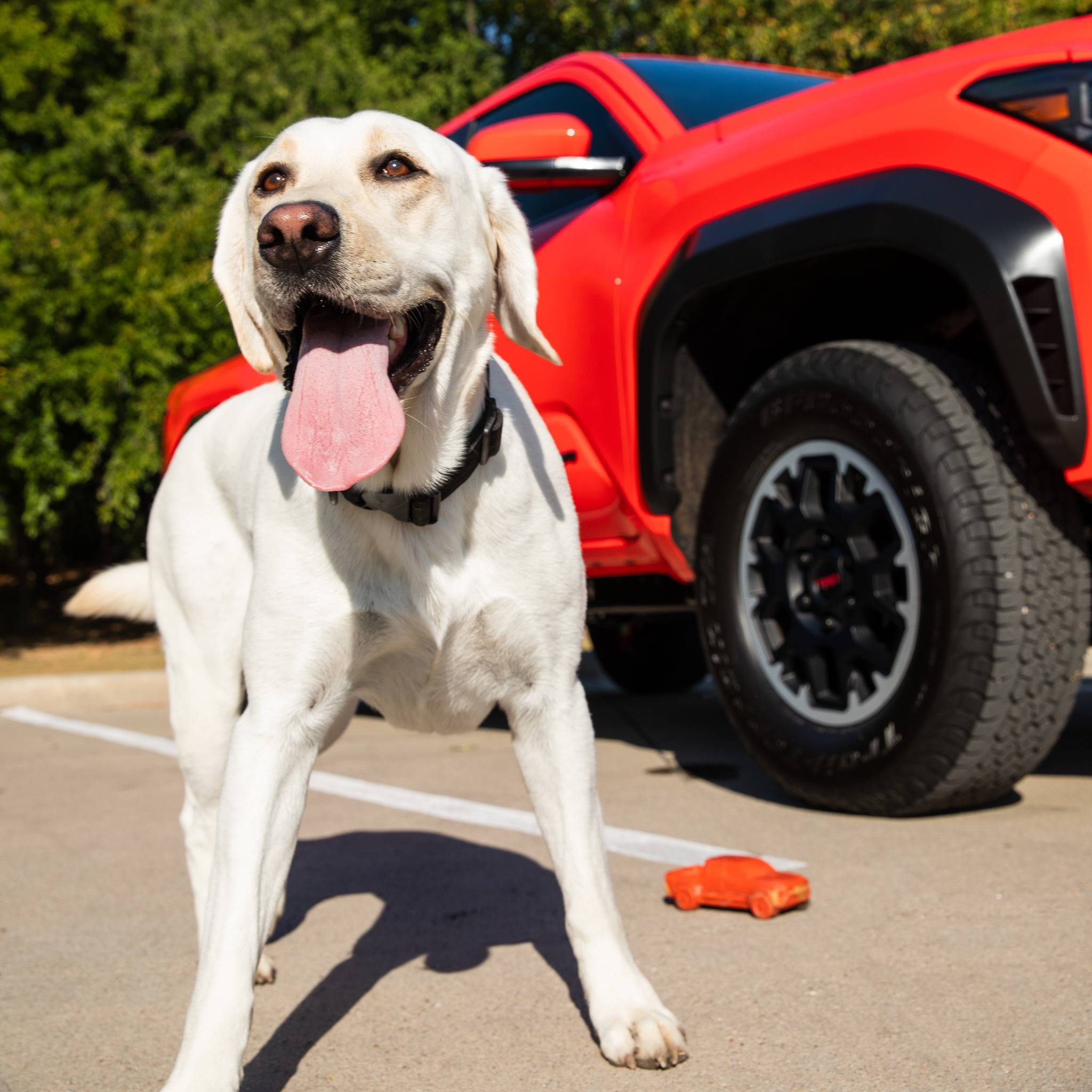 2024 Tacoma Solar Octane 2024 Tacoma Dog Chew Toy arriving for some lucky recipients t2-